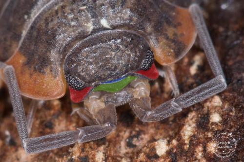 Porcellio monticola